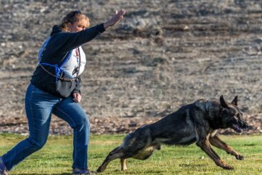 Schutzhund/ IPO / IGP
